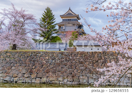 【長野県】国宝　松本城　桜の季節 129656555