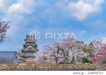 【長野県】国宝 松本城 桜の季節 【長野県】国宝 松本城 桜の季節 129656557