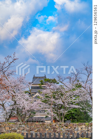 【長野県】国宝 松本城 桜の季節 【長野県】国宝 松本城 桜の季節 129656561