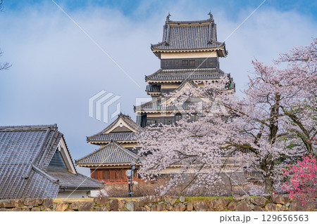 【長野県】国宝　松本城　桜の季節 129656563
