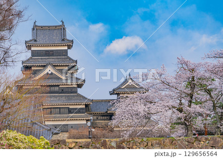 【長野県】国宝 松本城 桜の季節 【長野県】国宝 松本城 桜の季節 129656564