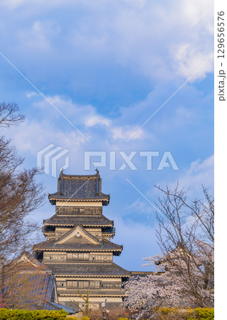 【長野県】国宝 松本城 桜の季節 【長野県】国宝 松本城 桜の季節 129656576