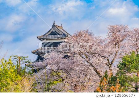 【長野県】国宝　松本城　桜の季節 129656577