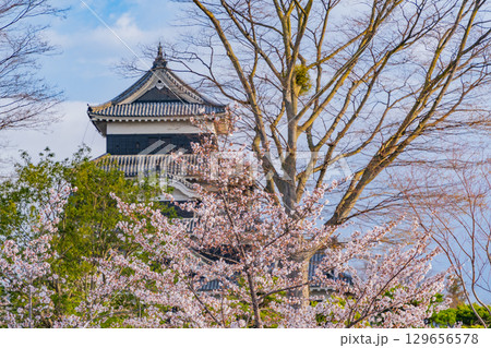 【長野県】国宝　松本城　桜の季節 129656578