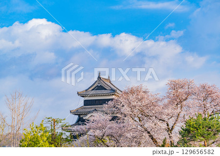 【長野県】国宝 松本城 桜の季節 【長野県】国宝 松本城 桜の季節 129656582