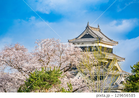 【長野県】国宝 松本城 桜の季節 【長野県】国宝 松本城 桜の季節 129656585