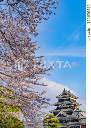 【長野県】国宝　松本城　桜の季節 129656586