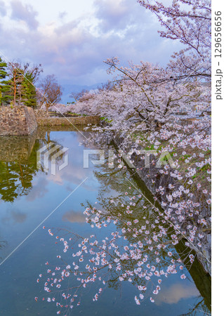 【長野県】国宝　松本城　お堀の桜 129656656