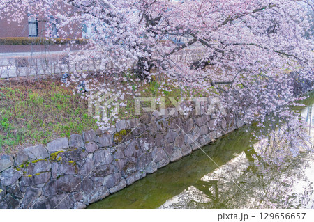 【長野県】国宝　松本城　お堀の桜 129656657