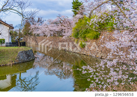 【長野県】国宝　松本城　お堀の桜 129656658