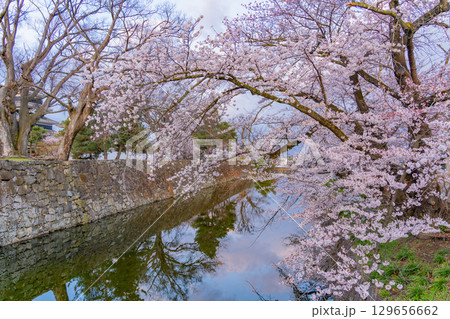 【長野県】国宝 松本城 お堀の桜 【長野県】国宝 松本城 お堀の桜 129656662