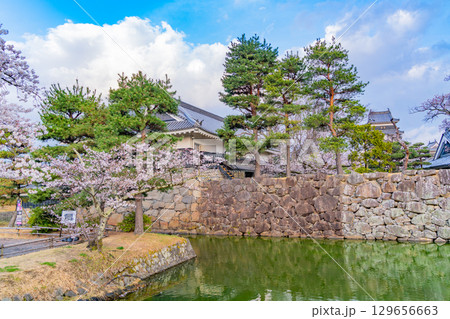 【長野県】国宝 松本城 お堀の桜 【長野県】国宝 松本城 お堀の桜 129656663
