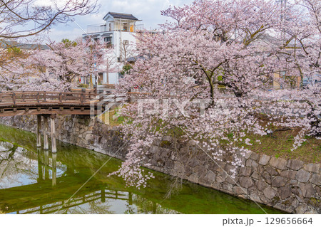 【長野県】国宝 松本城 お堀の桜 【長野県】国宝 松本城 お堀の桜 129656664