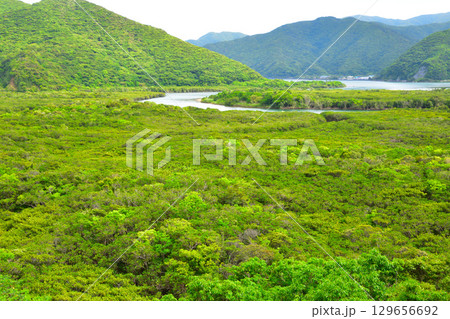 奄美大島 亜熱帯雨林 マングローブ林 役勝川 奄美大島 亜熱帯雨林 マングローブ林 役勝川 129656692