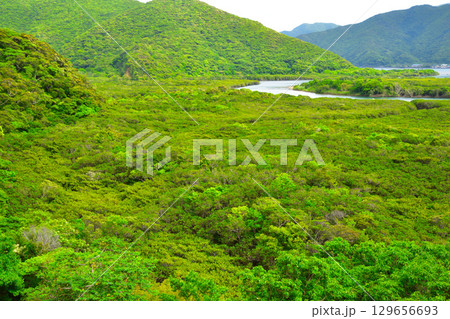 奄美大島 亜熱帯雨林 マングローブ林 役勝川 奄美大島 亜熱帯雨林 マングローブ林 役勝川 129656693