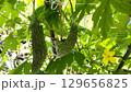家庭菜園のゴーヤ 129656825