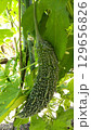 家庭菜園のゴーヤ 129656826