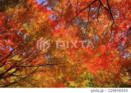 燃えるような紅葉 129656850