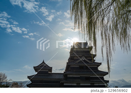 【長野県】国宝　松本城（芽吹いた柳越しに天守閣） 129656902