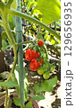 色づく夏の恵み：ミニトマトの収穫日和 129656935
