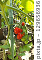 色づく夏の恵み：ミニトマトの収穫日和 129656936