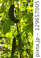 家庭菜園のゴーヤ 129657005