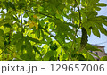 家庭菜園のゴーヤ 129657006