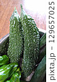 家庭菜園のゴーヤ 129657025