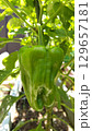 家庭菜園のピーマン 129657181