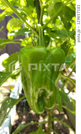 家庭菜園のピーマン 129657181