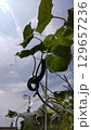 青空と成長中のきゅうり 129657236
