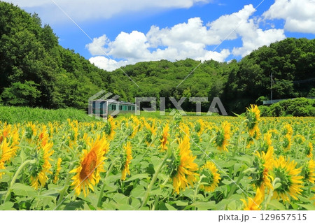 烏山線「森林の中のひまわり畑を走る列車」夏空背景に 129657515