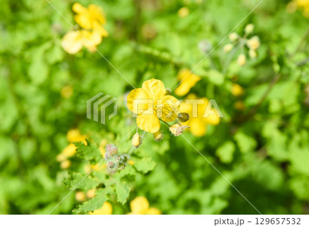 Close-up of a yellow flower of Greater celandine (Chelidonium majus) blooming in spring, surrounded by green leaves. Wild herbaceous plant in Primorsky Krai. Close-up of a yellow flower of Greater celandine (Chelidonium majus) blooming in spring, surrounded by green leaves. Wild herbaceous plant in Primorsky Krai. 129657532