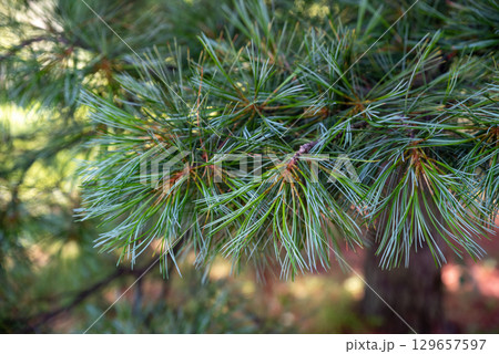 Branch of Korean pine (Pinus koraiensis) with soft green needles in natural light. Native conifer of Primorsky Krai, symbol of Far Eastern forests. Branch of Korean pine (Pinus koraiensis) with soft green needles in natural light. Native conifer of Primorsky Krai, symbol of Far Eastern forests. 129657597