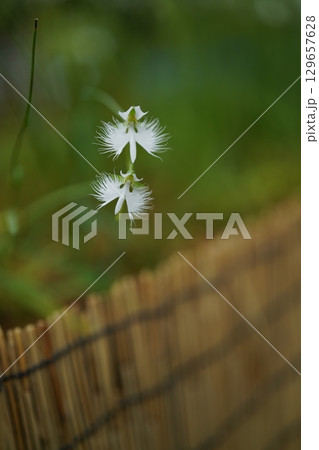 白い花 白い花 129657628