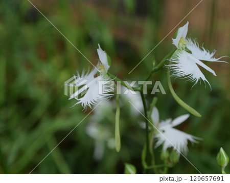 白いニゲラの花 白いニゲラの花 129657691