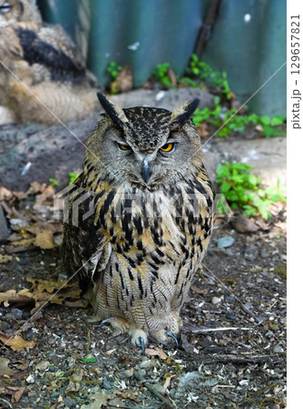 eurasian eagle owl standing on the ground eurasian eagle owl standing on the ground 129657821