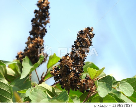 熟した「アカメガシワ」の実 129657857