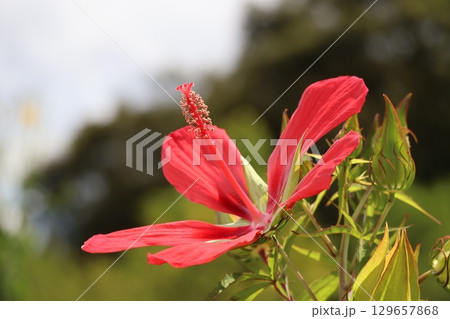 赤い花びらのモミジアオイの花のアップの風景 129657868