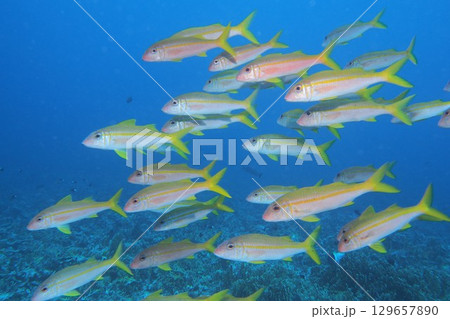 青い海とアカヒメジの群れ 水中写真 青い海とアカヒメジの群れ 水中写真 129657890