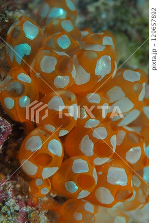 黄色いワライボヤ　水中写真　 129657892