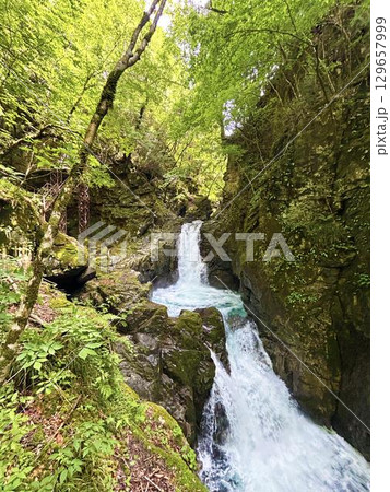 涼しげな森林を流れる渓流の風景 涼しげな森林を流れる渓流の風景 129657999