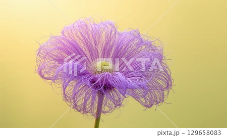 A purple flower with long, fuzzy petals 129658083