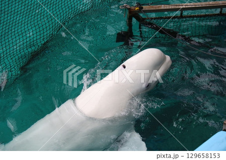 八景島シーパラダイスの「シロイルカ」 129658153