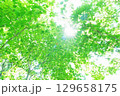 緑の葉に差し込む太陽 129658175