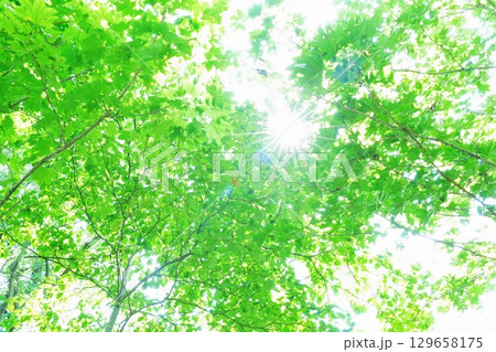 緑の葉に差し込む太陽 129658175