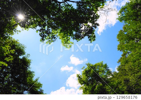 森から見上げる空 129658176