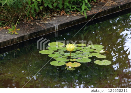 The natural flowers at the Karuizawa Lake Garden, a flower park with beatiful lakes in the Karuizawa resort area of, Nagano Japan 129658211