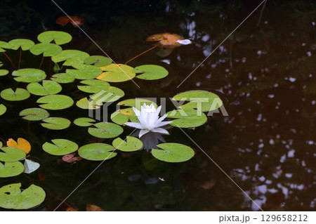 The natural flowers at the Karuizawa Lake Garden, a flower park with beatiful lakes in the Karuizawa resort area of, Nagano Japan 129658212