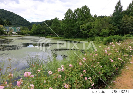 The natural flowers at the Karuizawa Lake Garden, a flower park with beatiful lakes in the Karuizawa resort area of, Nagano Japan The natural flowers at the Karuizawa Lake Garden, a flower park with beatiful lakes in the Karuizawa resort area of, Nagano Japan 129658221